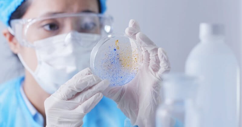 Lab technician observing petri dishes